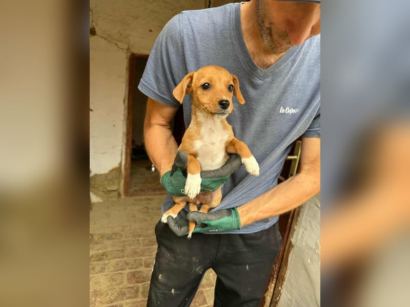 Dolly, geboren 02.07.2025 sucht ihr Zuhause