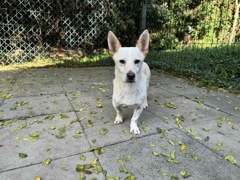 KAI - der sanfte und zarte kleine Rüde träumt von einem Zuhause, in dem er geliebt wird...
