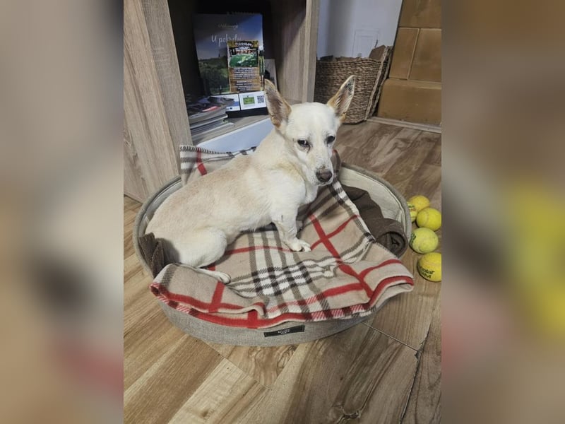 KAI - der sanfte und zarte kleine Rüde träumt von einem Zuhause, in dem er geliebt wird...