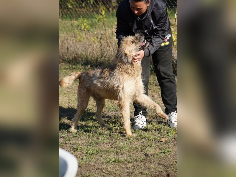 Merlin unser Kämper mit einem Herz aus Gold!