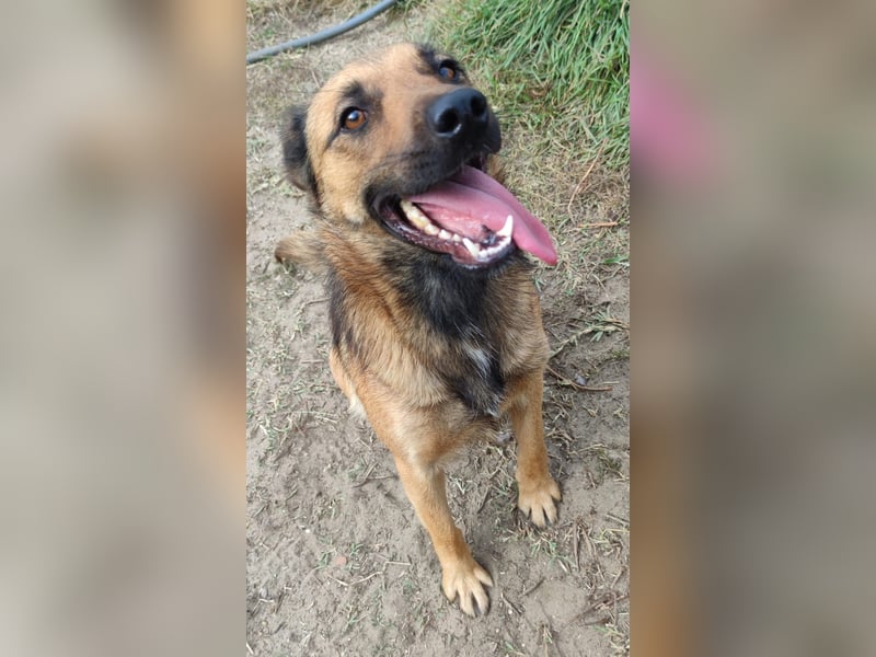 Freundliche Lola sucht liebevolle Menschen