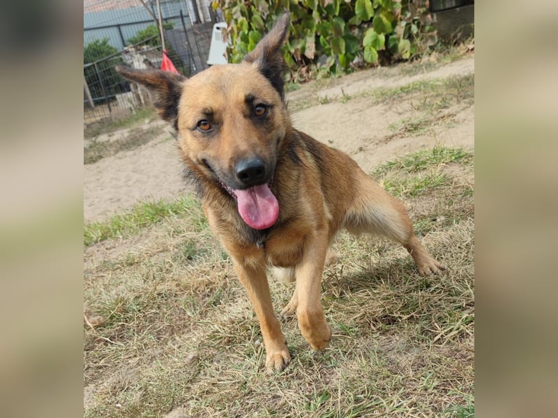 Freundliche Lola sucht liebevolle Menschen