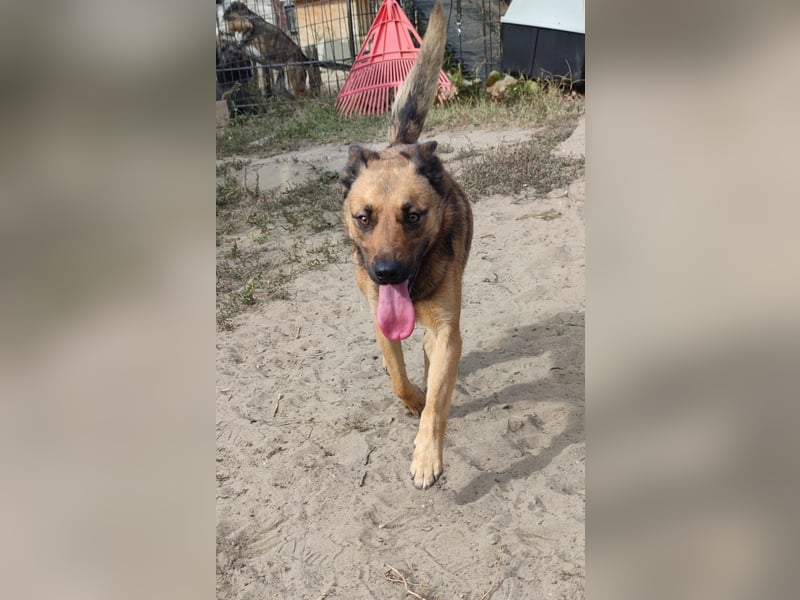 Freundliche Lola sucht liebevolle Menschen