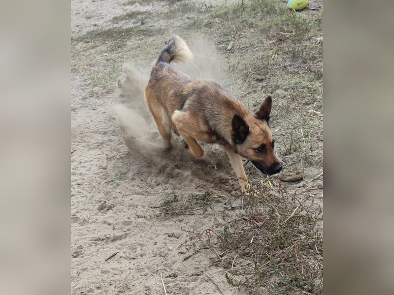 Freundliche Lola sucht liebevolle Menschen