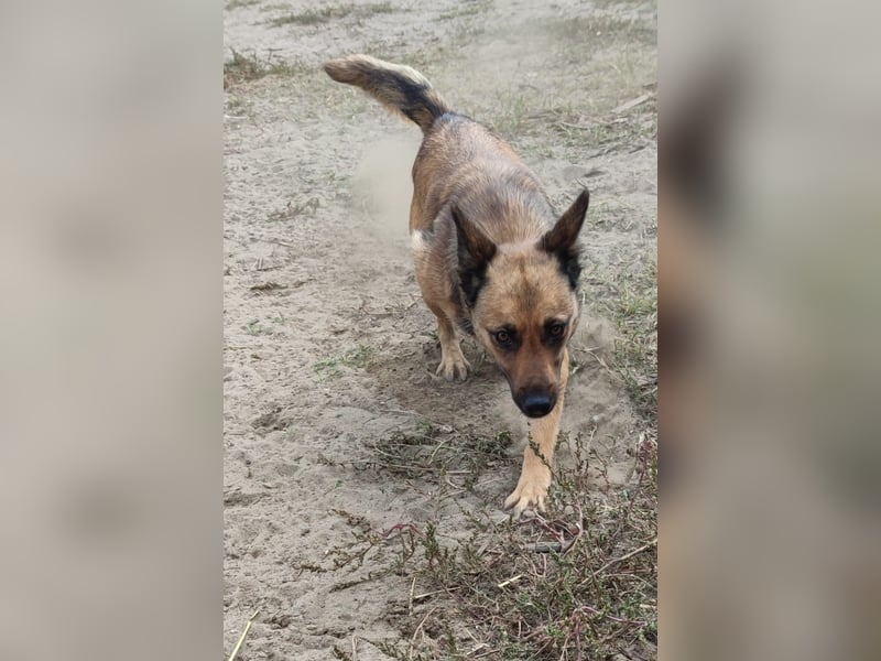 Freundliche Lola sucht liebevolle Menschen