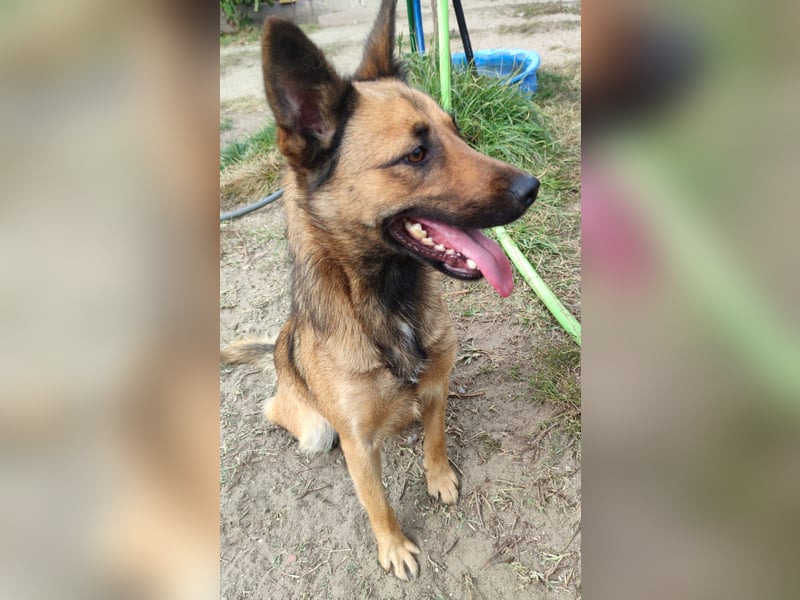 Freundliche Lola sucht liebevolle Menschen