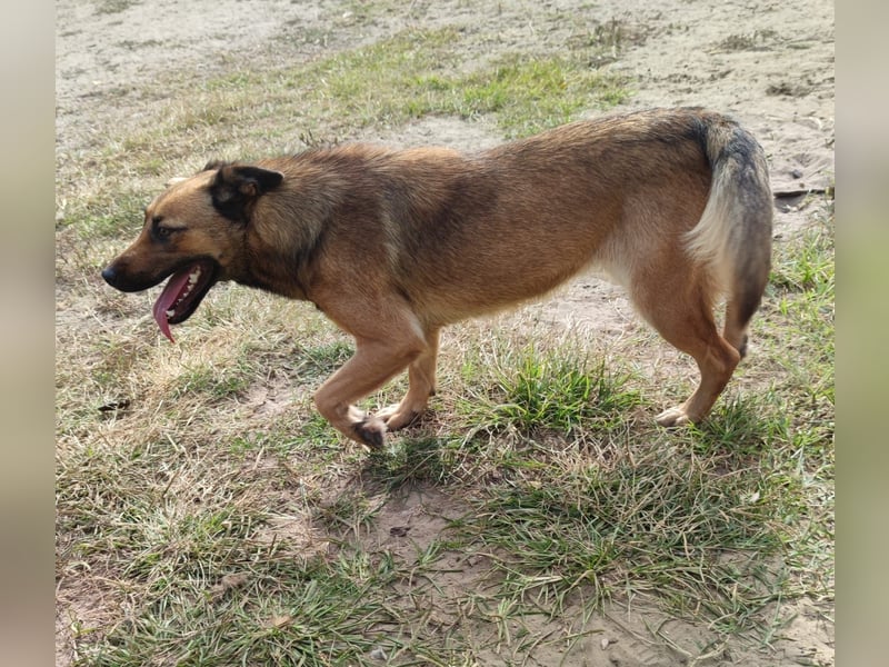 Freundliche Lola sucht liebevolle Menschen