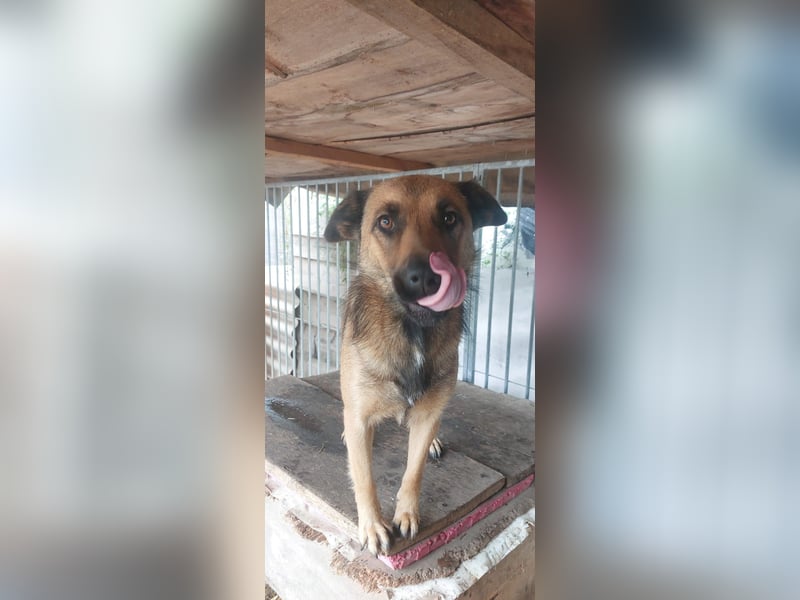 Freundliche Lola sucht liebevolle Menschen