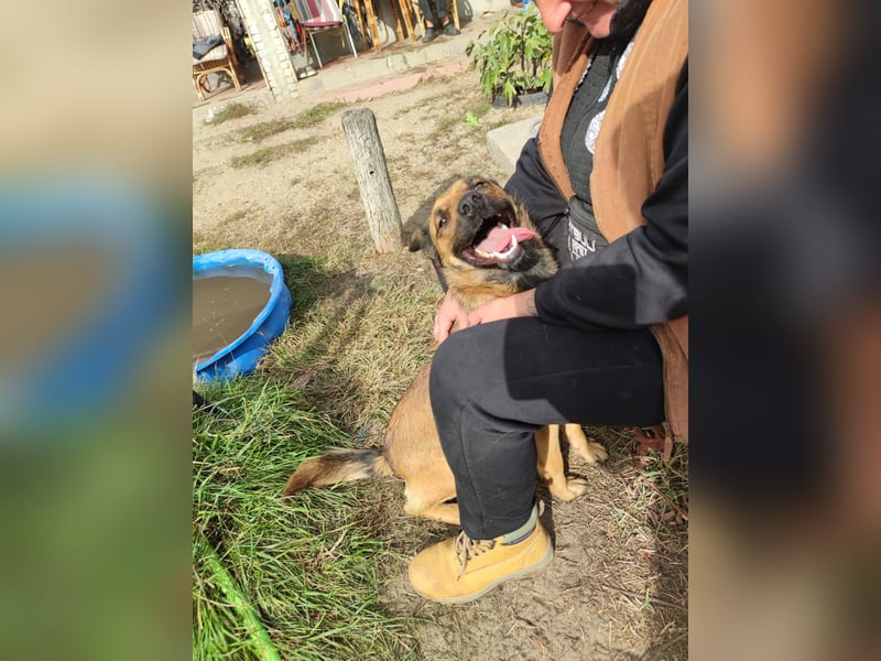 Freundliche Lola sucht liebevolle Menschen
