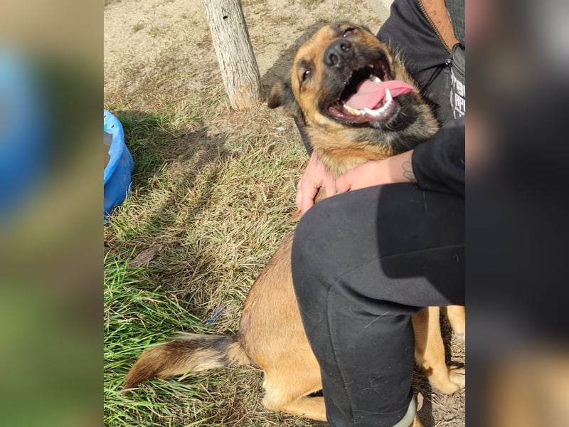 Freundliche Lola sucht liebevolle Menschen