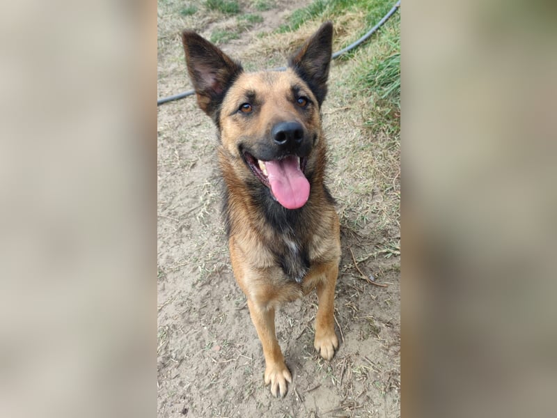 Freundliche Lola sucht liebevolle Menschen