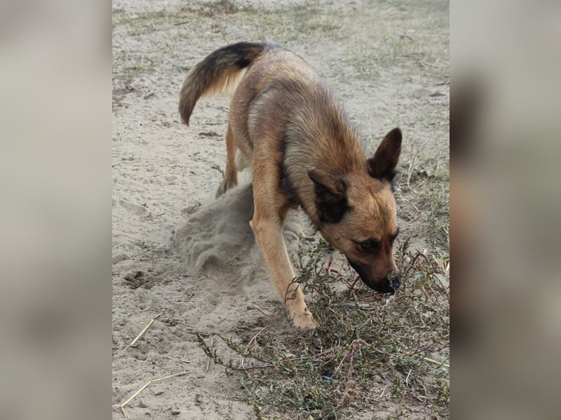 Freundliche Lola sucht liebevolle Menschen