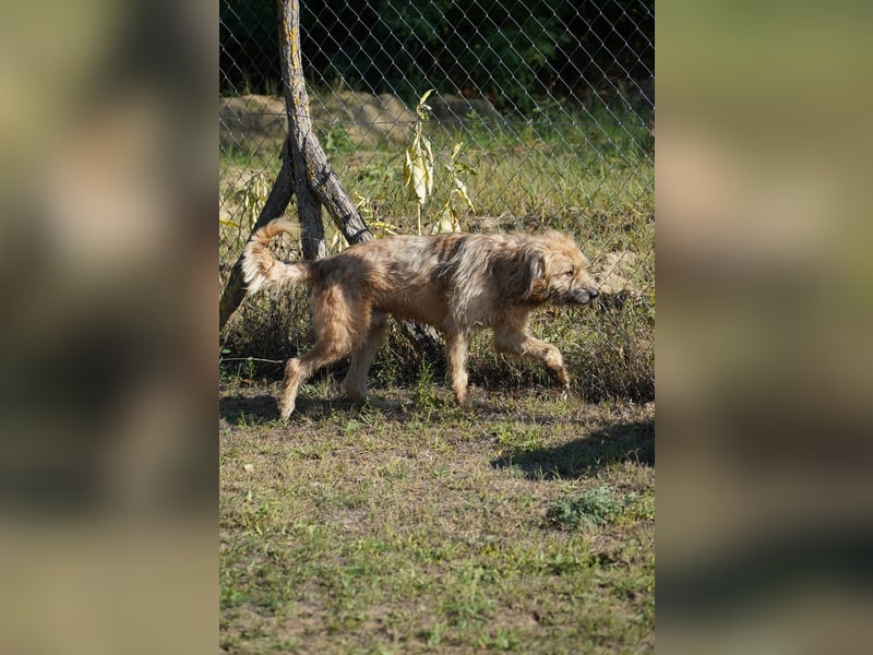Merlin unser Kämper mit einem Herz aus Gold!