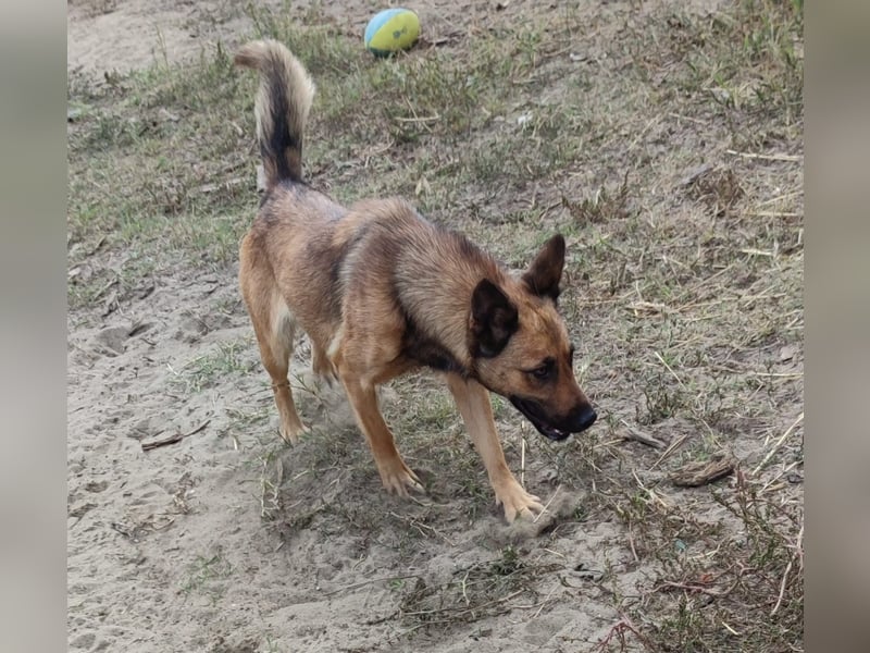 Freundliche Lola sucht liebevolle Menschen