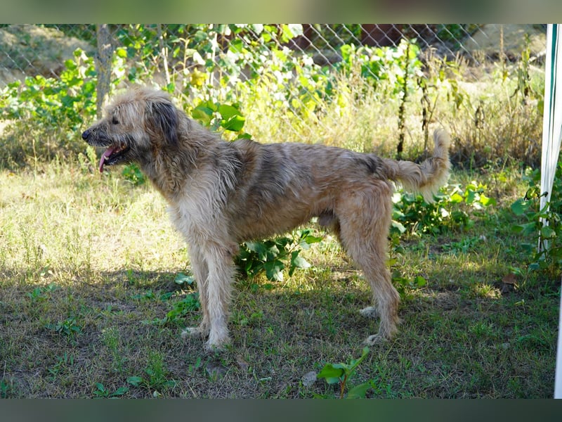 Merlin unser Kämper mit einem Herz aus Gold!