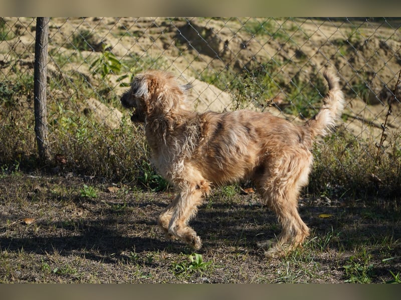 Merlin unser Kämper mit einem Herz aus Gold!