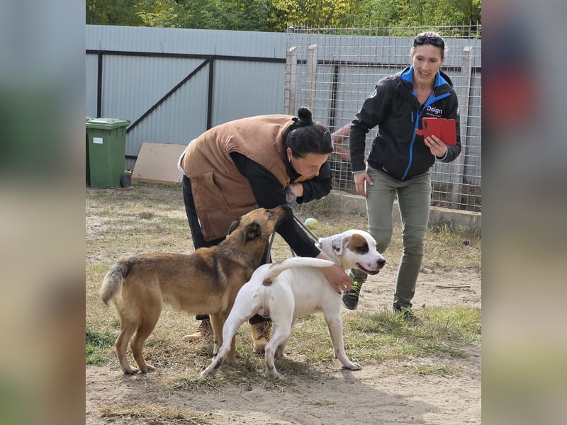 Freundliche Lola sucht liebevolle Menschen