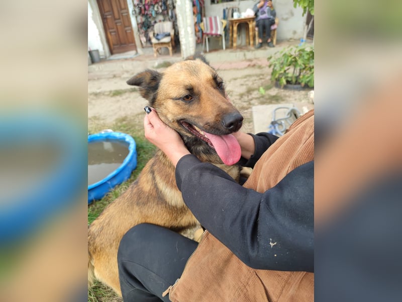 Freundliche Lola sucht liebevolle Menschen