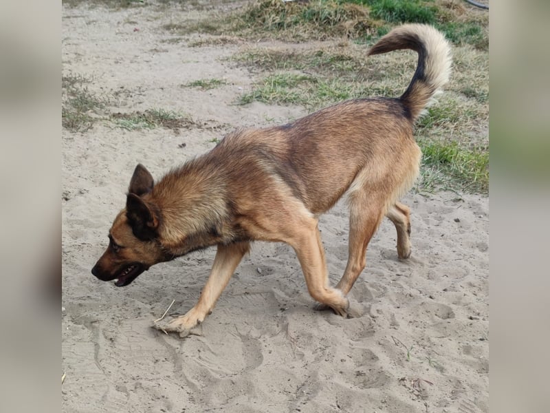 Freundliche Lola sucht liebevolle Menschen