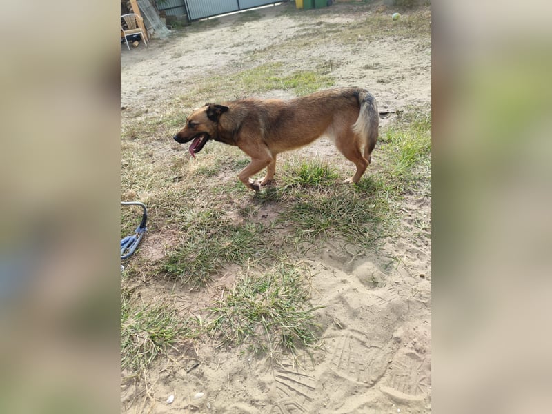 Freundliche Lola sucht liebevolle Menschen