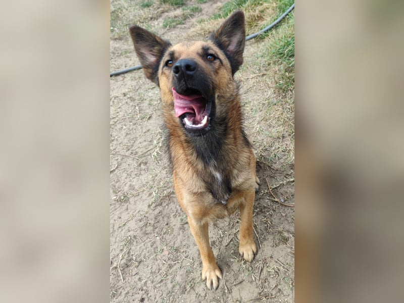 Freundliche Lola sucht liebevolle Menschen