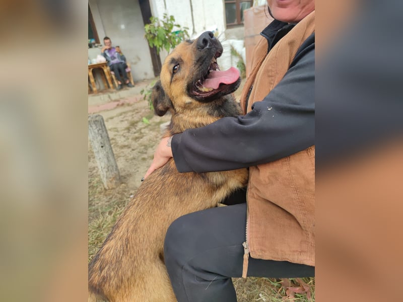 Freundliche Lola sucht liebevolle Menschen