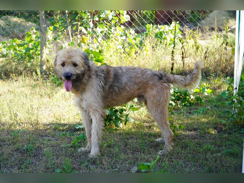 Merlin unser Kämper mit einem Herz aus Gold!