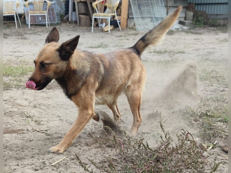 Freundliche Lola sucht liebevolle Menschen