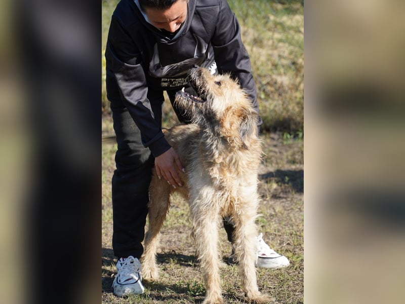 Merlin unser Kämper mit einem Herz aus Gold!