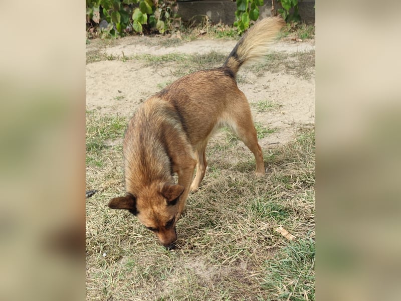 Freundliche Lola sucht liebevolle Menschen