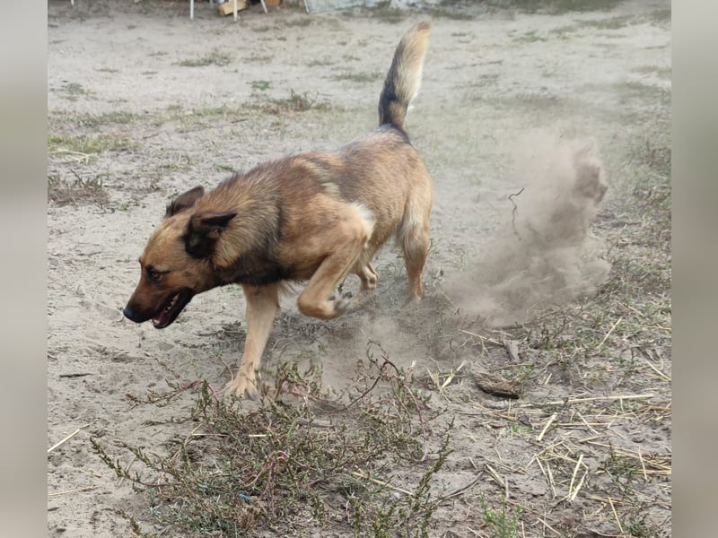 Freundliche Lola sucht liebevolle Menschen