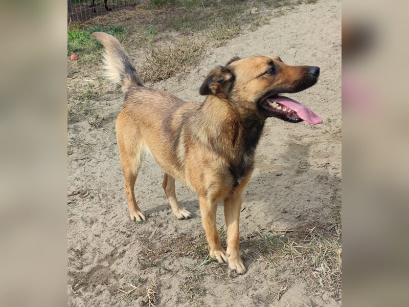 Freundliche Lola sucht liebevolle Menschen