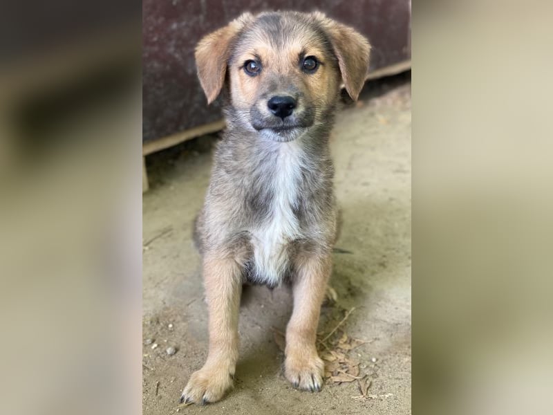 Trüffel, geb. ca. 08/2025, lebt in GRIECHENLAND, auf einer privaten Pflegestelle