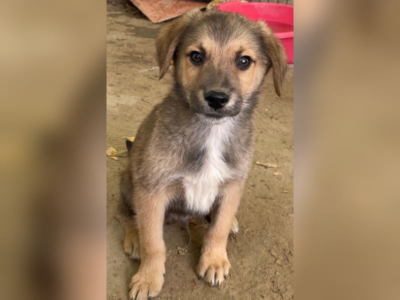 Trüffel, geb. ca. 08/2025, lebt in GRIECHENLAND, auf einer privaten Pflegestelle