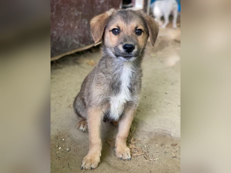 Trüffel, geb. ca. 08/2025, lebt in GRIECHENLAND, auf einer privaten Pflegestelle