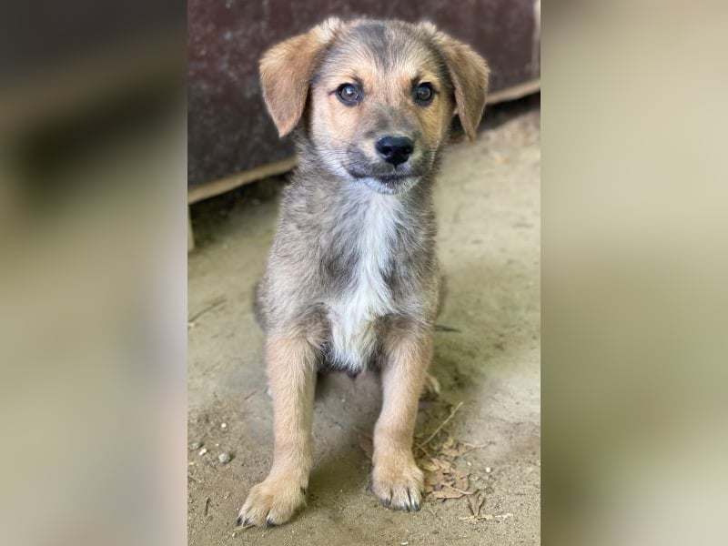 Trüffel, geb. ca. 08/2025, lebt in GRIECHENLAND, auf einer privaten Pflegestelle