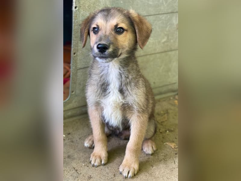 Trüffel, geb. ca. 08/2025, lebt in GRIECHENLAND, auf einer privaten Pflegestelle