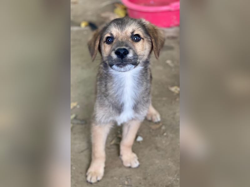 Trüffel, geb. ca. 08/2025, lebt in GRIECHENLAND, auf einer privaten Pflegestelle