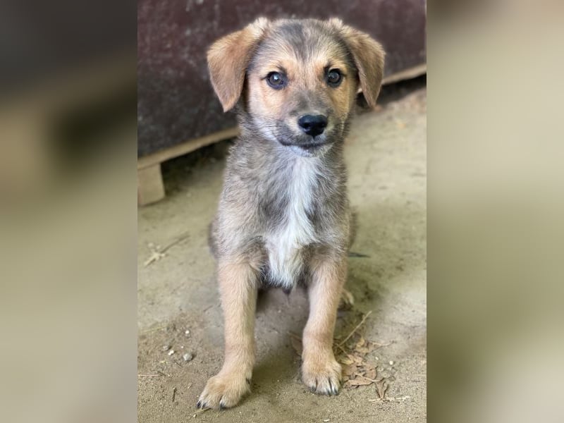 Trüffel, geb. ca. 08/2025, lebt in GRIECHENLAND, auf einer privaten Pflegestelle