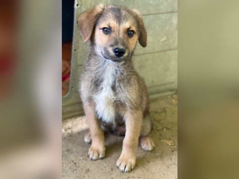 Trüffel, geb. ca. 08/2025, lebt in GRIECHENLAND, auf einer privaten Pflegestelle