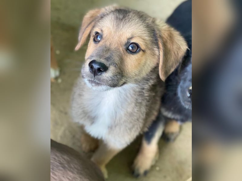 Trüffel, geb. ca. 08/2025, lebt in GRIECHENLAND, auf einer privaten Pflegestelle