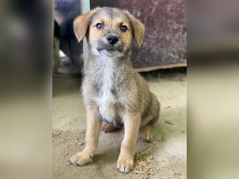 Trüffel, geb. ca. 08/2025, lebt in GRIECHENLAND, auf einer privaten Pflegestelle