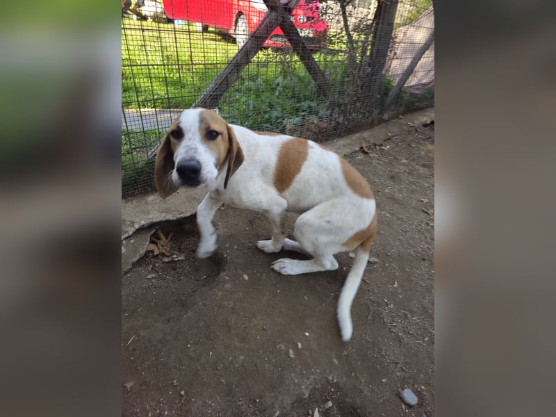 Hund Rüde 6 Monate Tierschutz Tick