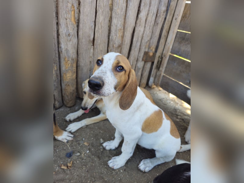 Hund Rüde 6 Monate Tierschutz Tick