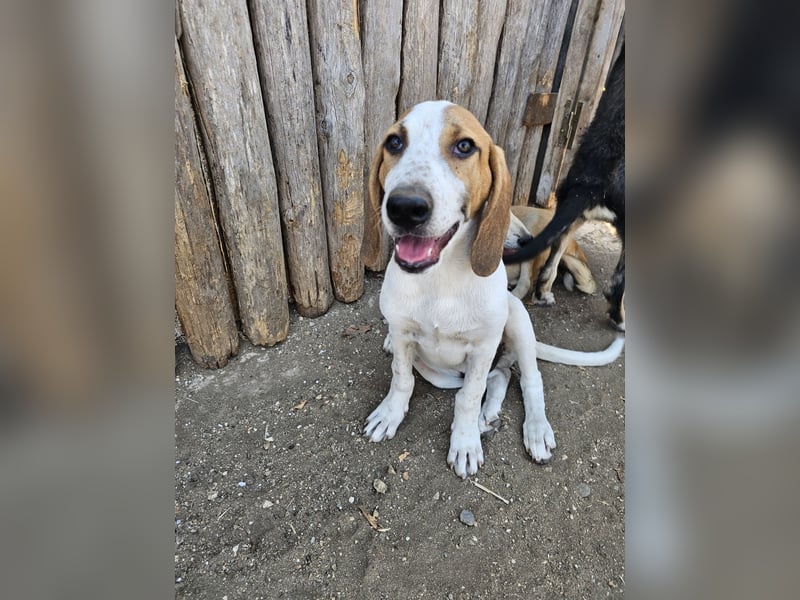 Hund Rüde 6 Monate Tierschutz Tick
