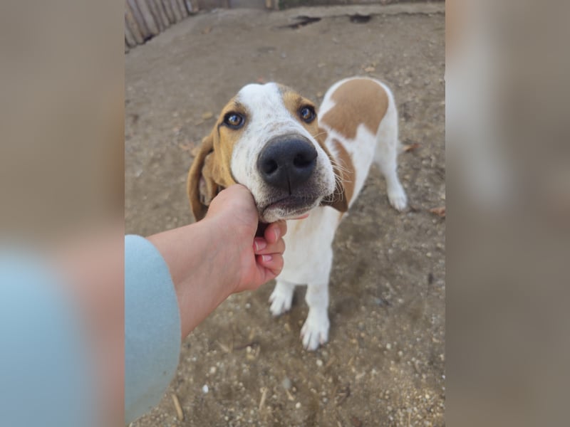 Hund Rüde 6 Monate Tierschutz Tick