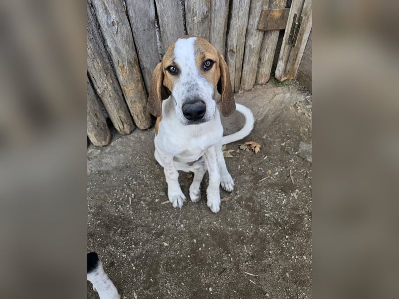 Hund Rüde 6 Monate Tierschutz Tick