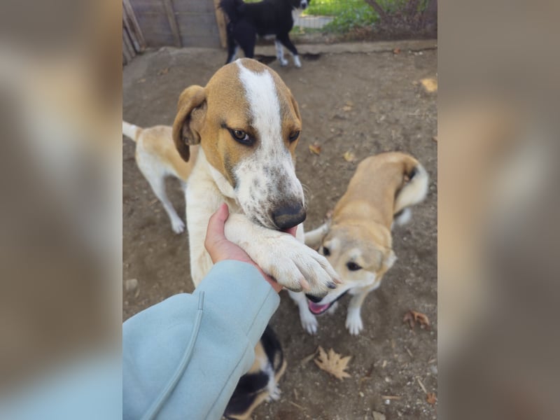Hund Rüde 6 Monate Tierschutz Tick