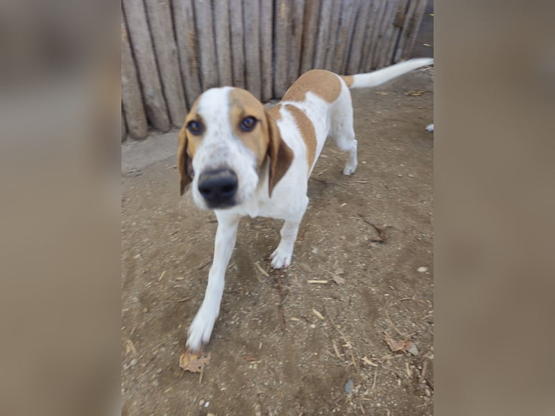 Hund Rüde 6 Monate Tierschutz Tick