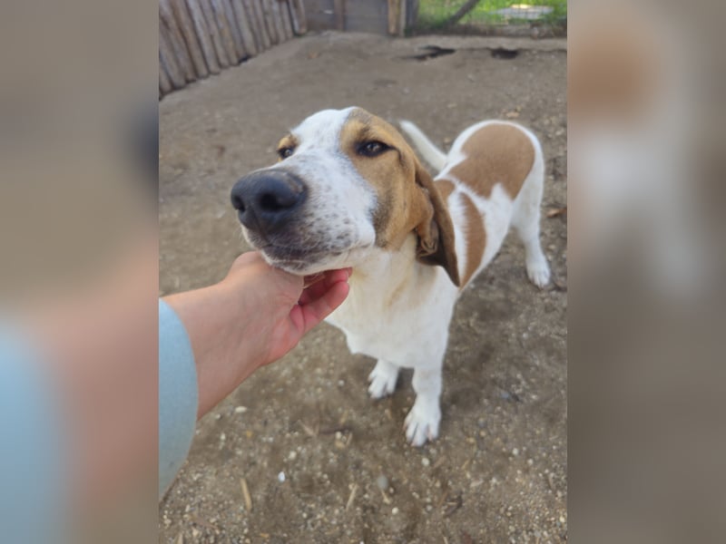 Hund Rüde 6 Monate Tierschutz Tick